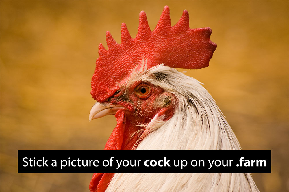 cock-farm