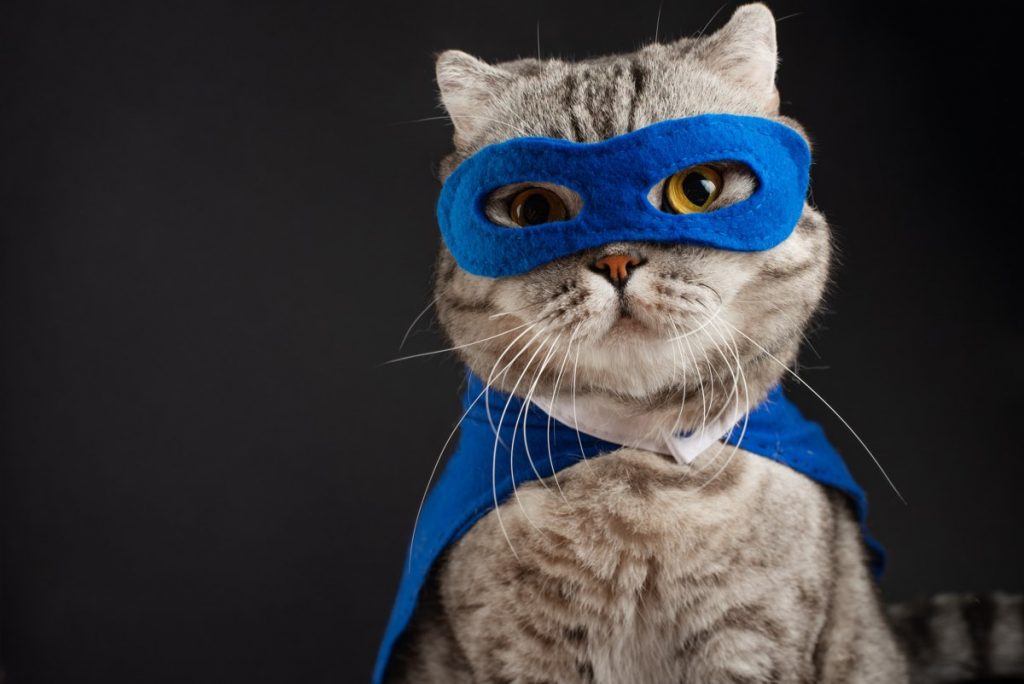 superhero cat, Scottish Whiskas with a blue cloak and mask. The concept of a superhero, super cat, leader